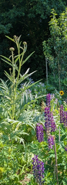Chagford Community Gardens